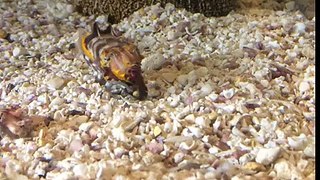 Flambouyant Cuttlefish Threatens You