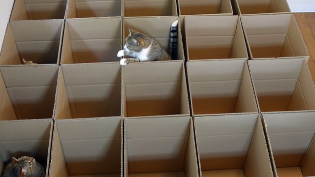 Il créé un jeu génial pour ses chatons