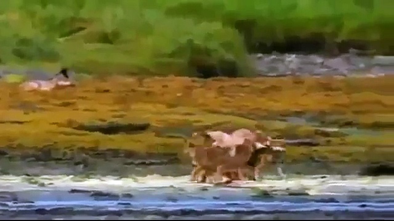 Brown Bears Animal Documentary