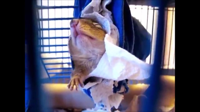 Funny Animals Compilation 2016 | Best Funny Animal Fails and Cute - Try Not To Laugh #5