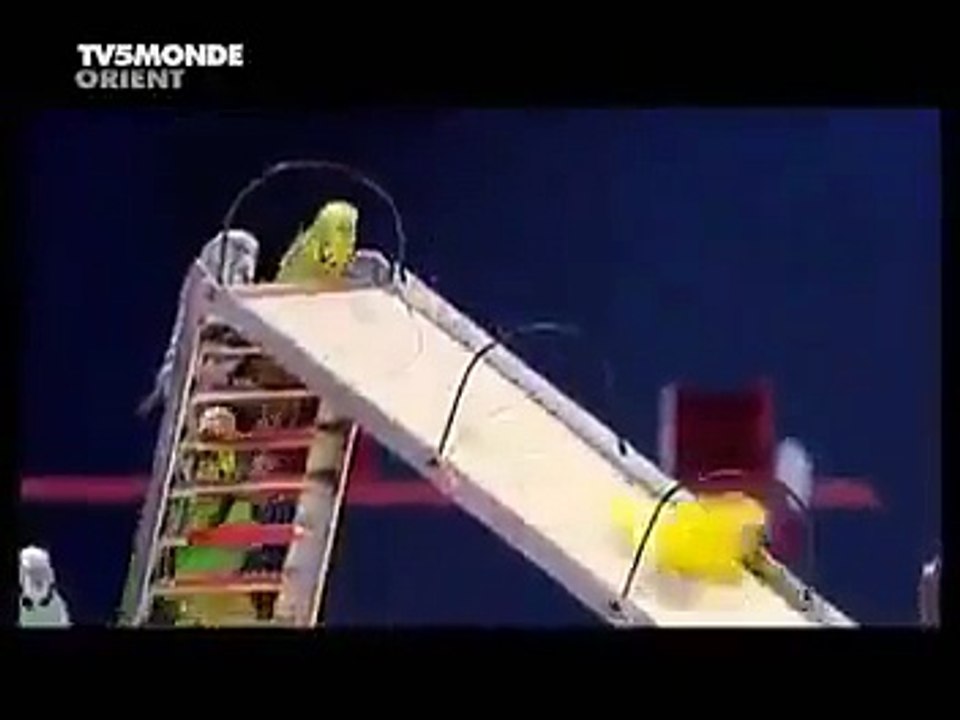 Birds Intelligence