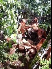 Wild boar hunting indonesia 2016 # berburu babi lampung indonesia 15 april 2016 seru #4