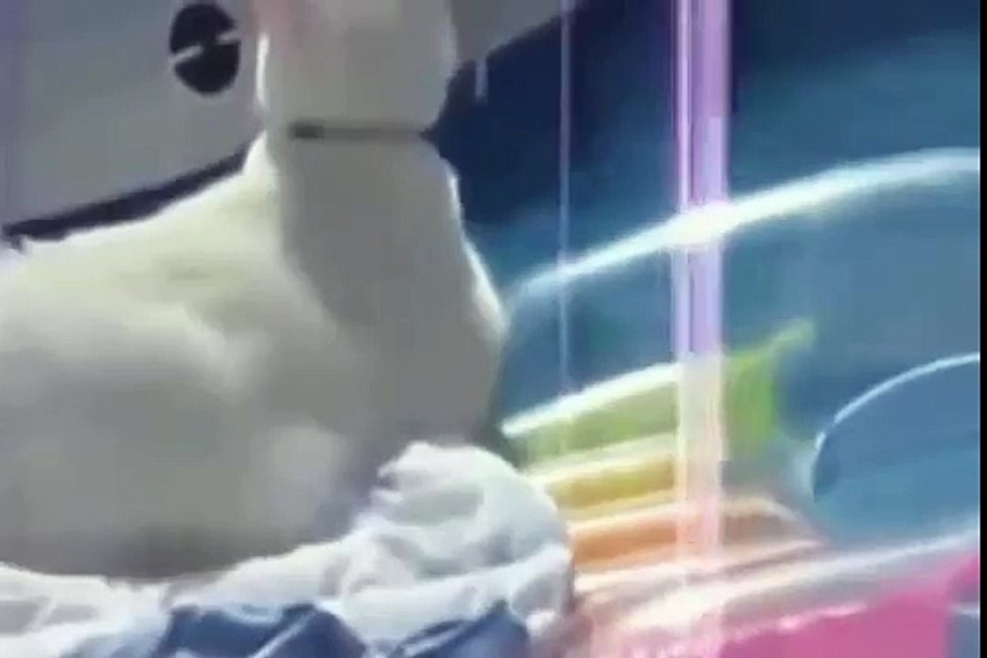 funny videos - Cat - Fly
