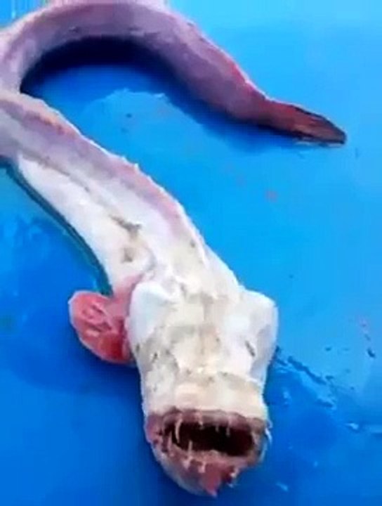 Etrange créature marine capturée en Thaïlande