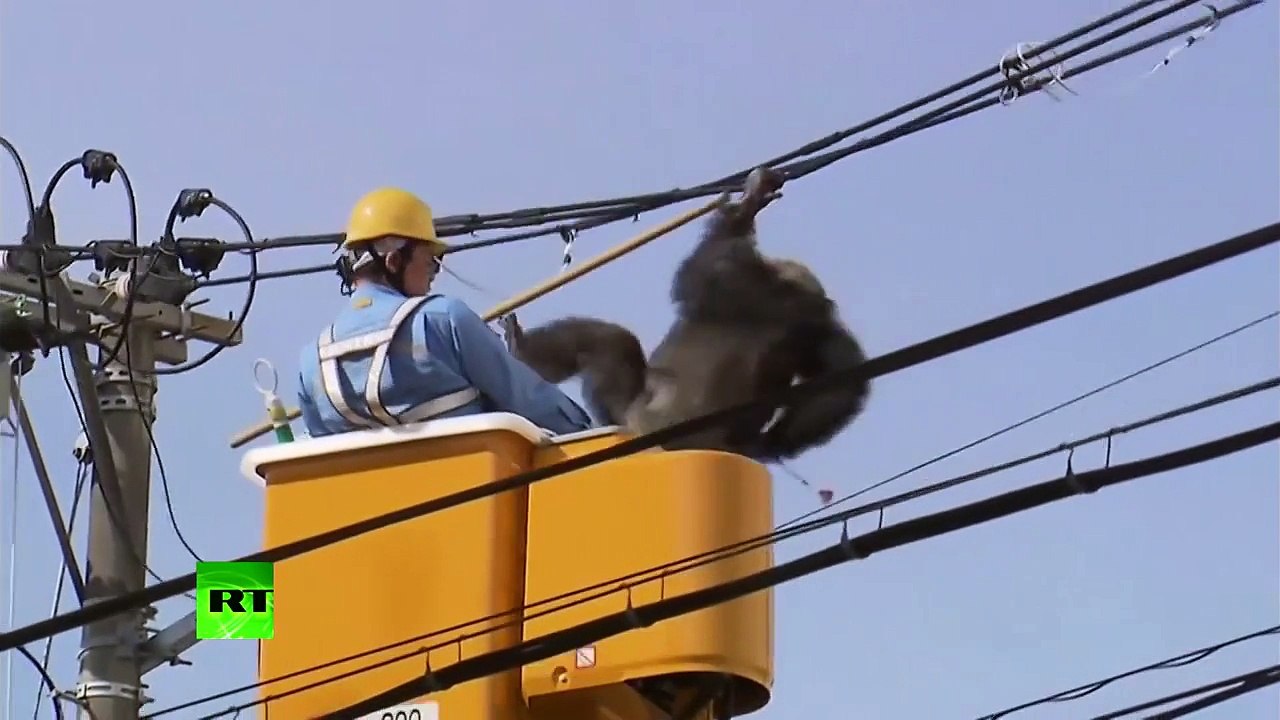 Un singe s'échappe d'un zoo