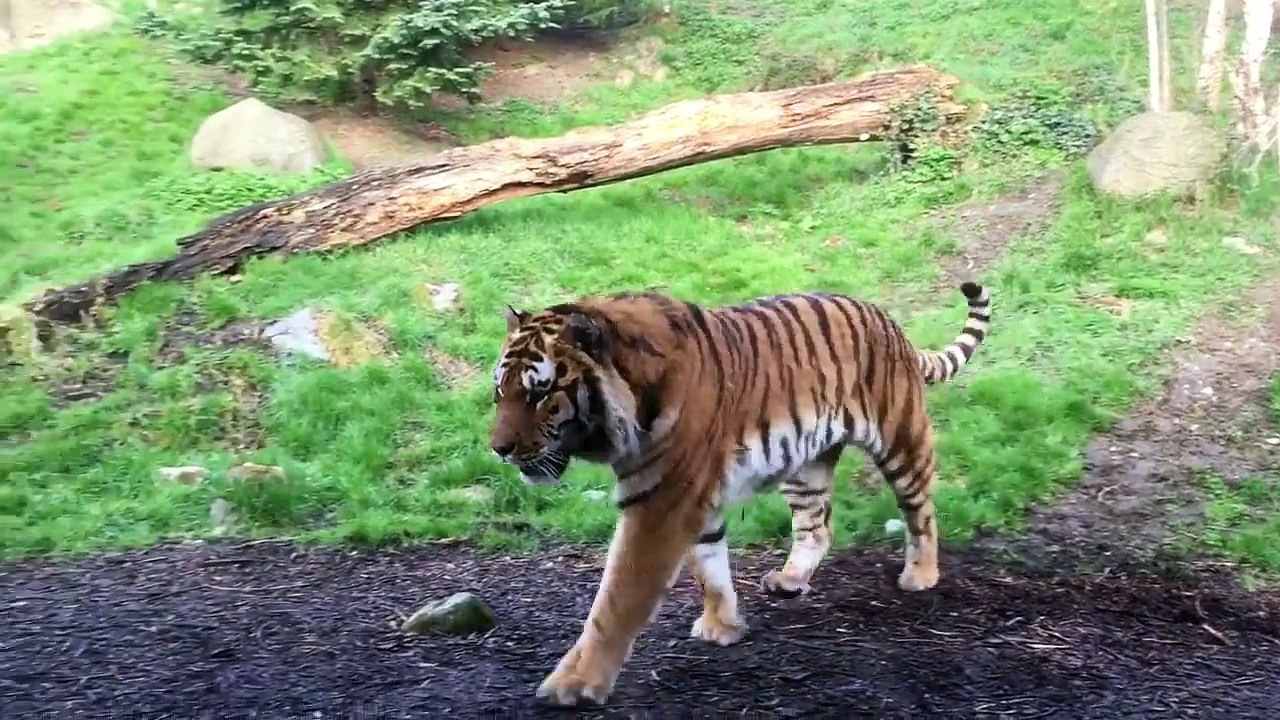 Ne jamais déranger un tigre qui fait une sieste