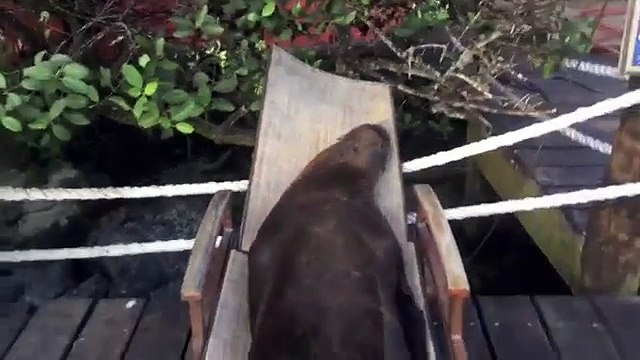 Ces lions de mer ont trouvé un lieu paradisiaque, pour un petit roupillon