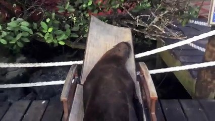 Ces lions de mer ont trouvé un lieu paradisiaque, pour un petit roupillon