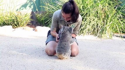 L'animal qui adore le plus les câlins, le koala bien sûr !