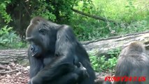 Gorilla giving birth like human ☆ Animals Life