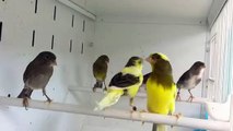 Fred's canaries