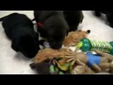 AKC chocolate and black labrador retrievers