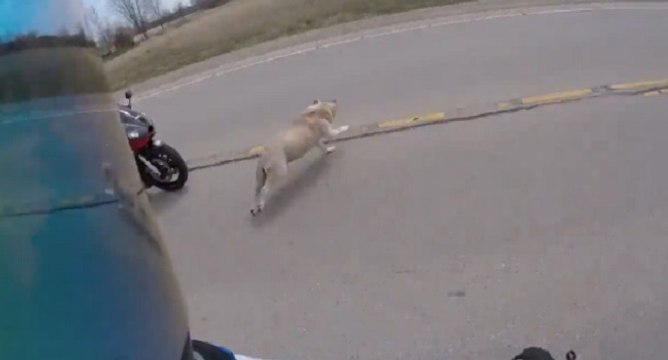 Un chien coupe la route d'un motard