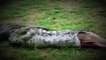 Discovery Channel EATEN ALIVE ANACONDA Paul Rosolie National Geographic Documentary