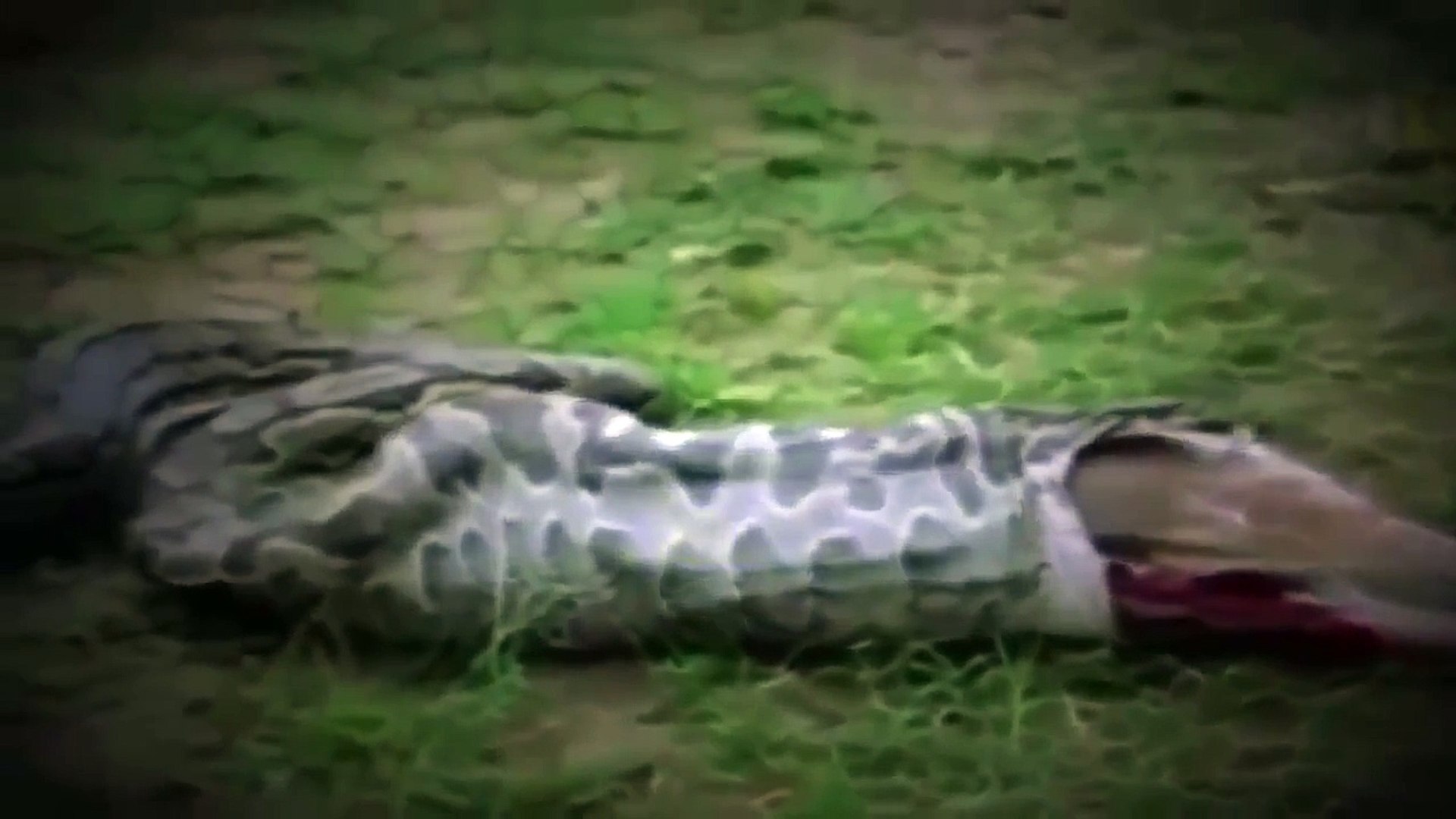 Anaconda Eating Person