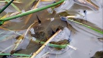 TADPOLES HATCHING IN CO FERMANAGH NORTHERN IRELAND
