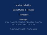 Birds Mules and hybrids - Travessos, Hibridos - Pintagol e outros Hibridos