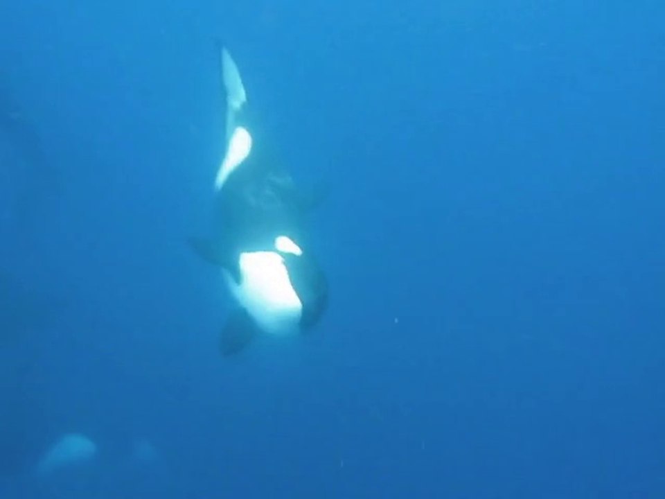 Equatorial East Pacific: Killer Whale trio (1 bull, 2 wimminz) hunt down a tiger shark...