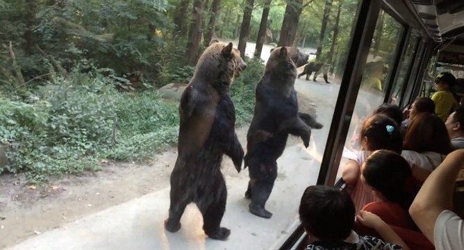 Des ours se mettent debout et surprennent des touristes