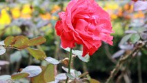 古川庭園のバラと歴史