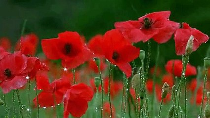 МЕЛОДИЯ ДОЖДЯ...