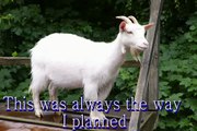 I kissed a goat   (I kissed a girl PARODY)