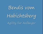 Bendis vom Habichtsberg, Agility für Anfänger