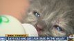 Kittens Rescues from Box Near Phoenix Dumpster