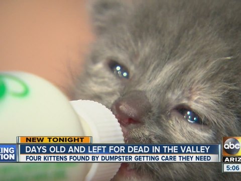 Kittens Rescues from Box Near Phoenix Dumpster