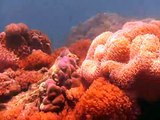 Discover Scuba Diving: Dakit-dakit Island, Cebu