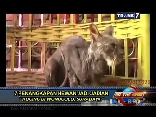 On The Spot 7 Penangkapan Hewan Jadi-Jadian