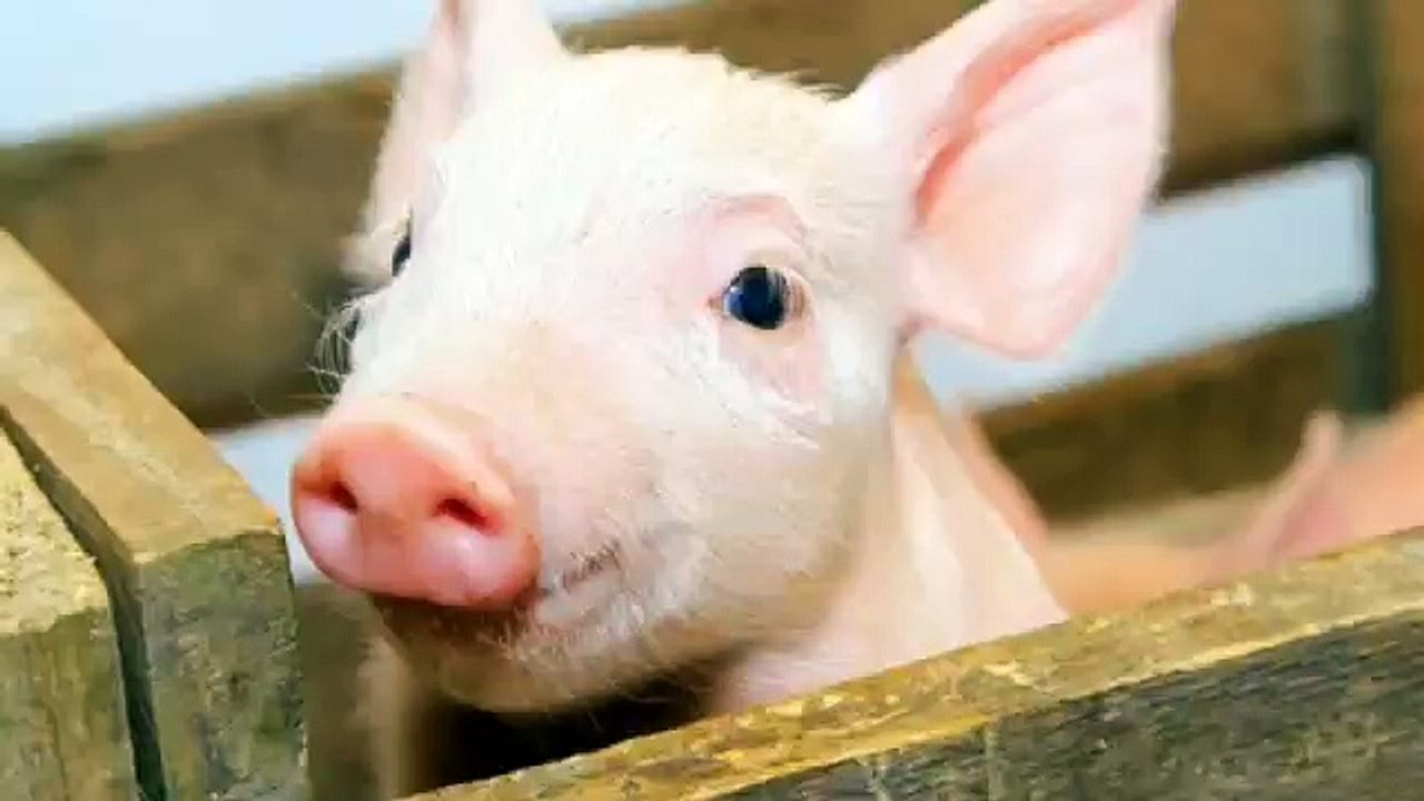 The Adventures Of A South Pole Pig