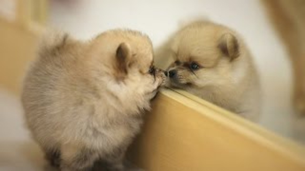 Puppies Vs. Mirrors