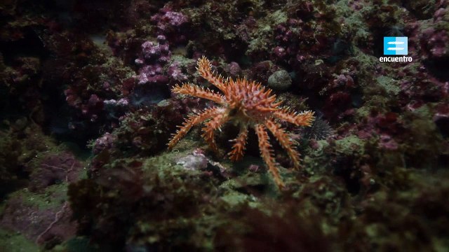 Atlántico Sur Golfo San Jorge documental completo latino