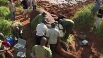 Tracking elephants as new railway cuts Kenya