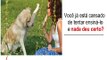 ➨Curso de adestramento de cães ,Aberto para novos alunos, curso de adestrament