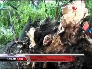 Hujan Deras di Jakarta Tumbangkan Pohon Tua di Menteng