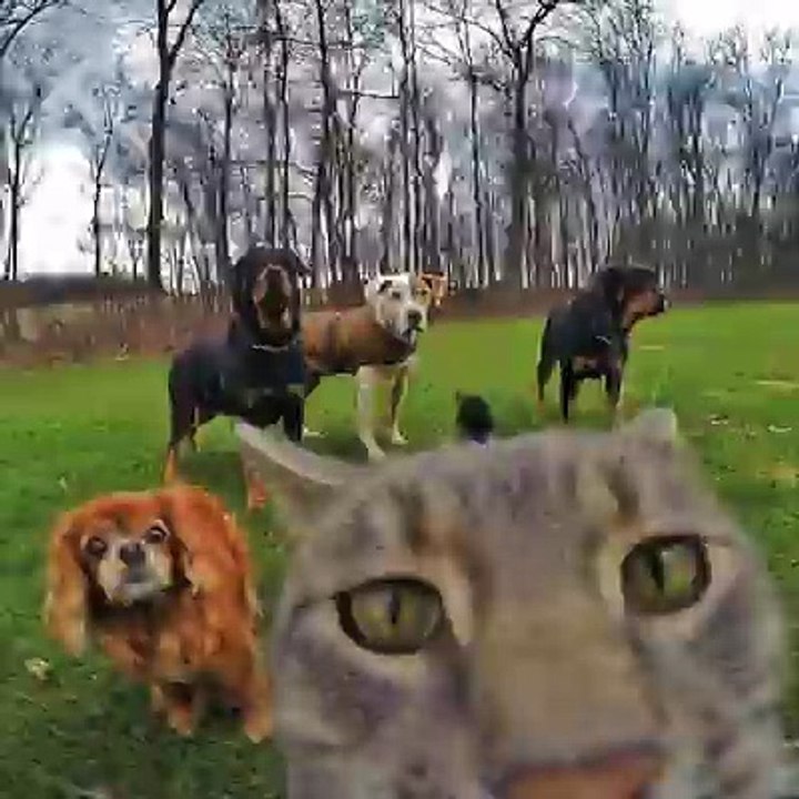 This cat takes better selfies than you