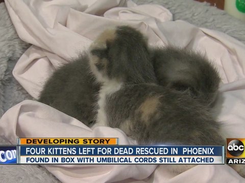 Four kittens rescued from box near Phoenix dumpster