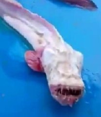 Balıkçı ağa takılanı görünce gözlerine inanamadı