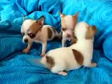 短毛芝娃娃chihuahua dog (チワワ)