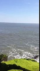 Dolphins at Cape May NJ