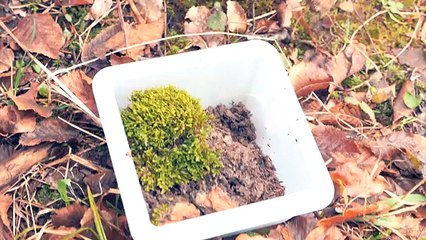 ВЕЧНЫЙ ТЕРРАРИУМ - МЕСЯЦ СПУСТЯ!