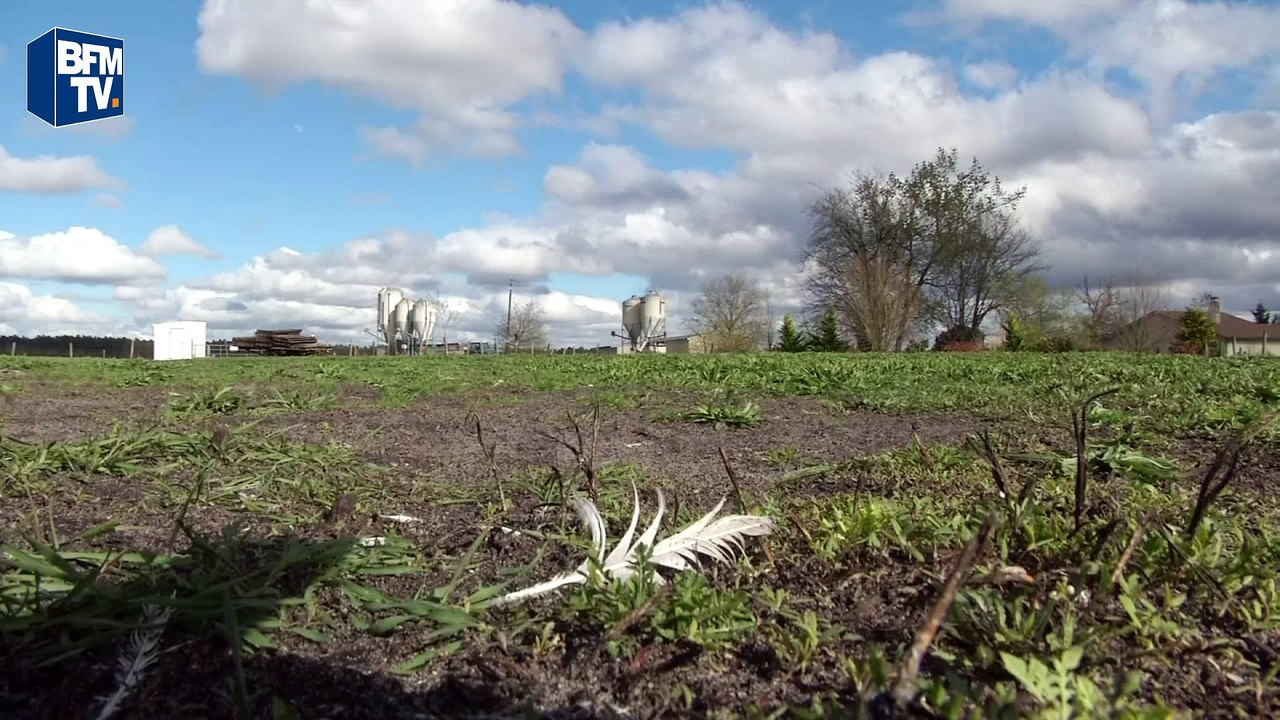 Grippe aviaire: début du vide sanitaire dans les Landes