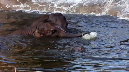 Baby elephant bath time