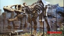 Tyrannosaurus Rex imagenes recopilacion. El increible Tyrannosaurus Rex (480p)