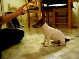 Puppy Jack Russell Tricks, High Five