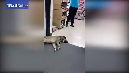 Uyurken yüzüne çarpan kapıya aldırmayan köpek