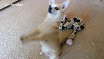 This chihuahua has an amazing begging technique