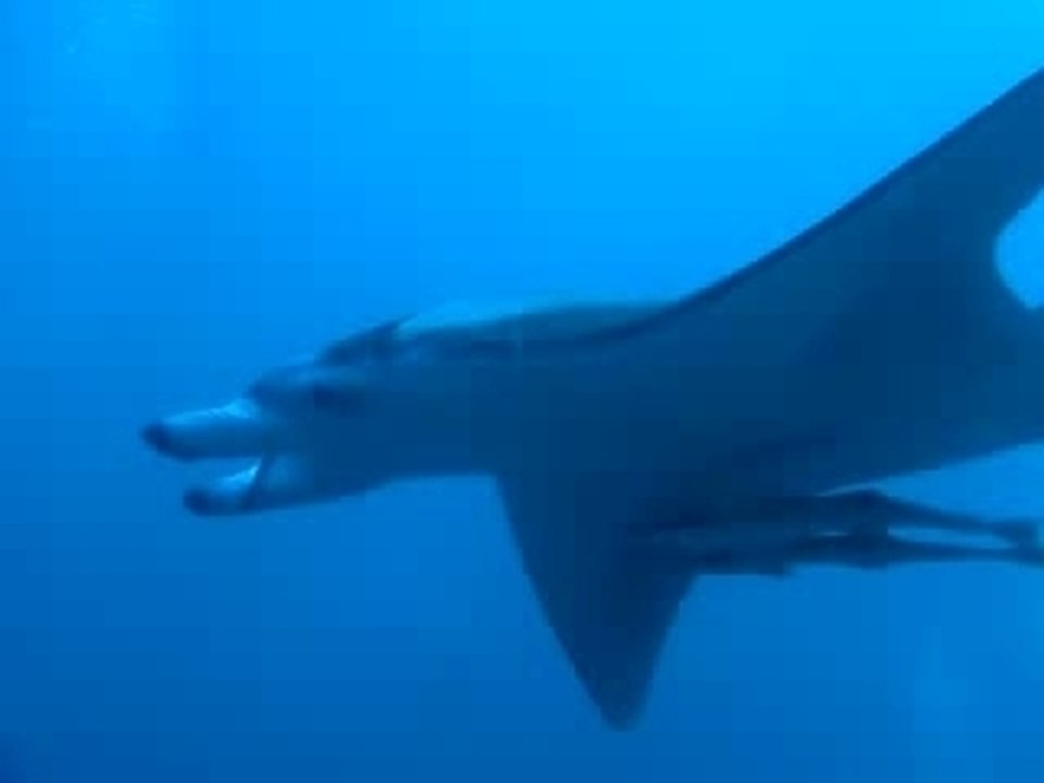 Manta alle Maldive